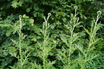image of globe thistle flowers