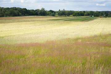 Obraz premium cornfield and grass meadow in Potsdam-Fahrland (Brandenburg) Germany