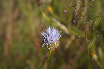 beautiful sheep's bit flowers (Jasione montana) grow on nutrient-poor soils