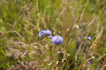 beautiful sheep's bit flowers (Jasione montana) grow on nutrient-poor soils
