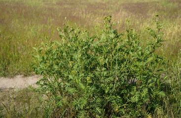 image of a tansy flower bush (Tanacetum vulgare)