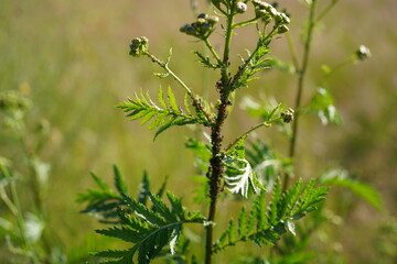 closeup image of vine louses (Aphidoidea) on a tansy plant