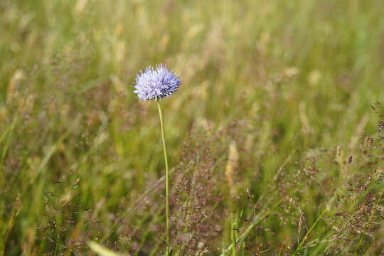 closeup of sheep's bit flower (Jasione montana)