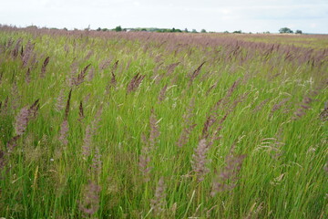 romantic image of grasses in Brandenbur (Germany)