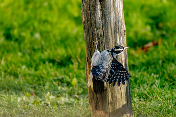 Hairy Woodpecker on post
