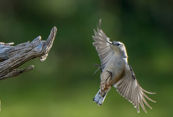 Nuthatch in flight in Autumn