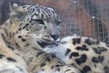 Fototapeta premium snow leopard female