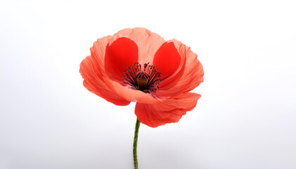 Fresh Poppy flower isolated white