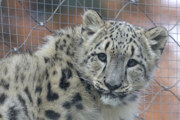 Obraz premium kitten snow leopard