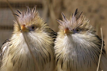 guira's shocking hairstyle