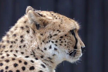 cheetah skull profile