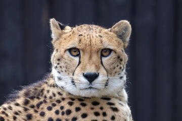 cheetah sees you