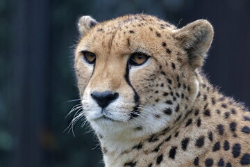cheetah male