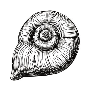 recommend clip art: spiral shell engraving black and white outline
