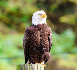 american bald eagle