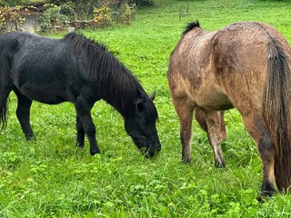 two short black and brown horses grazing on a green meadow