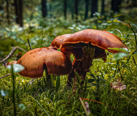 mushroom in the forest