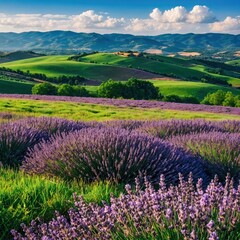 Obraz premium Beautiful Lavender Fields under Blue Sky