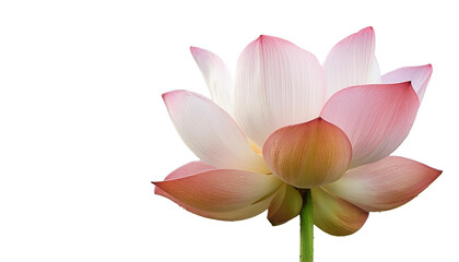 Fototapeta premium Fresh Lotus flower isolated white