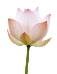 Fresh Lotus flower isolated white