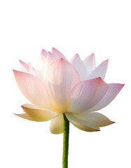 Fresh Lotus flower isolated white