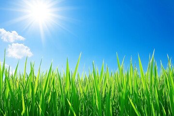 Lush Green Grass Under Bright Blue Sky