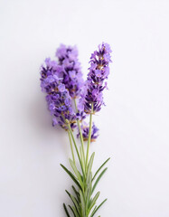 Naklejka premium Fresh Lavender flower isolated white