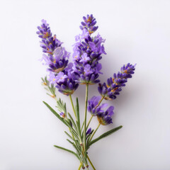 Obraz premium Fresh Lavender flower isolated white