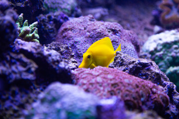 Striking yellow tang fish navigates through a colorful coral reef, showcasing the beauty and...