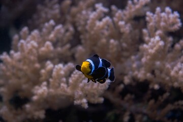 Black and yellow saddleback clownfish swimming near a coral reef in a large aquarium, displaying vibrant colors and intricate patterns