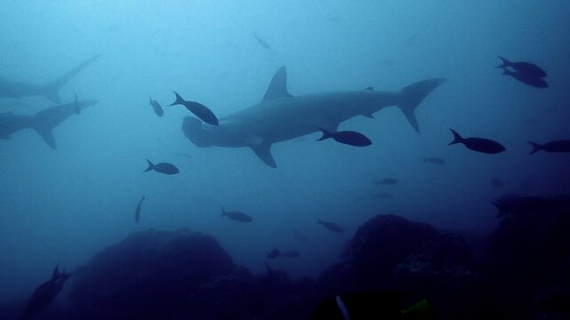 Hammerheads silhouette over rocks