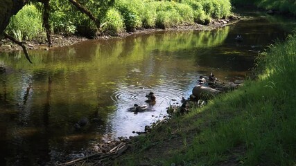 Captivating wild birds' lives. A group of mallard ducks, featuring a striking drake, rest, forage, and bathe along a peaceful river's serene banks on a summer peaceful sunny day.