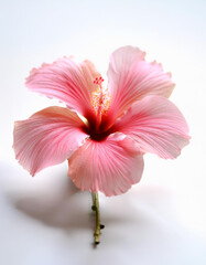 Fresh Hibiscus flower isolated white