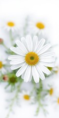 Obraz premium Common white daisy flower isolated on a white background with delicate petals and bright yellow center, white background, nature, yellow center