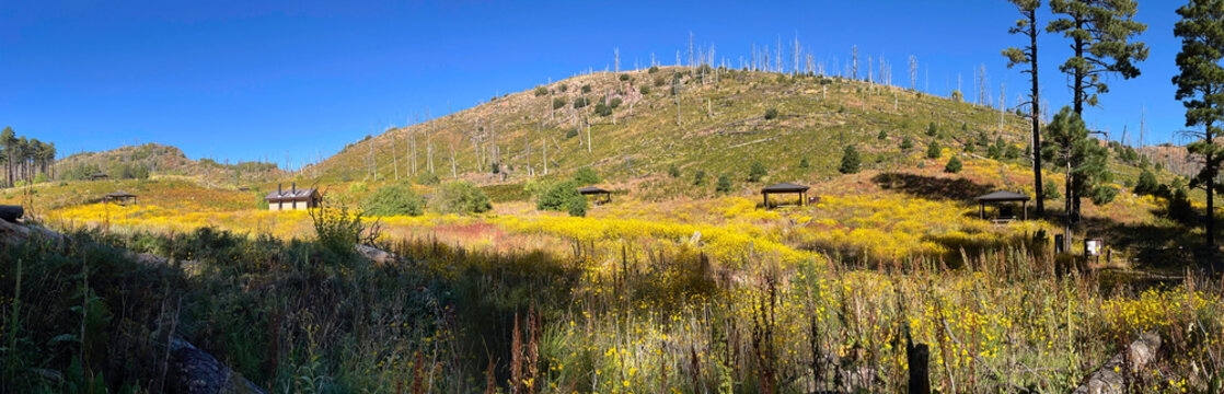 Yellow flowers blooming in fall at Ruster Park Campground in the Chiricahua Mountains of Arizona