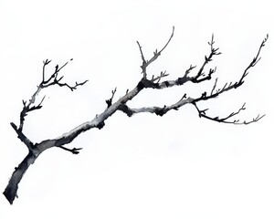 Barren tree branch on a white isolated background.