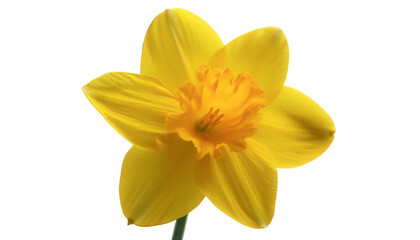 Fototapeta premium Fresh Daffodil flower isolated white