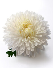 Fresh Chrysanthemum flower isolated white