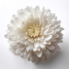 Fresh Chrysanthemum flower isolated white