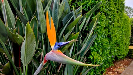 Bird of paradise flower Strelitzia reginae blooming next to a hedge and path