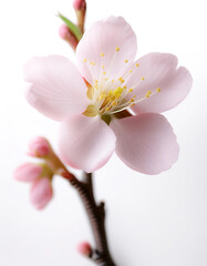 Fresh Cherry Blossom flower isolated white