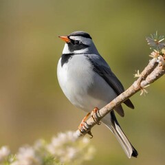 Obraz premium oiseaux 