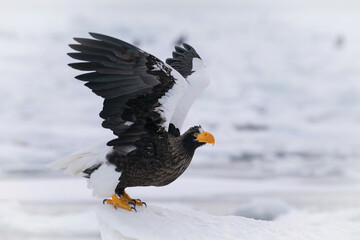 Powerful Steller's Sea Eagle (Haliaeetus pelagicus) preparing for takeoff from a snowy perch,...
