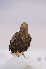 Majestic White-tailed Eagle (Haliaeetus albicilla) stands proudly on an icy peak, showcasing its powerful talons and intense gaze against a muted winter sky in a breathtaking Arctic landscape.