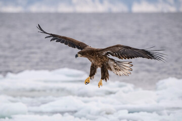 Majestic White-tailed Eagle (Haliaeetus albicilla) gracefully soaring over icy waters with its powerful wings fully extended, showcasing its impressive feathers against a cold, Arctic landscape.