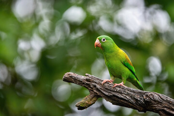 An Orange-chinned Parakeet (Brotogeris jugularis) perches gracefully on a textured branch, showcasing its vibrant green feathers and subtle orange chin against a lush, natural background.