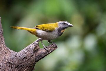 Fototapeta premium Close-up of a Black-faced Grosbeak (Caryothraustes poliogaster) perched on a weathered tree branch in its natural tropical habitat.