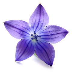 Fresh Bluebell flower isolated white