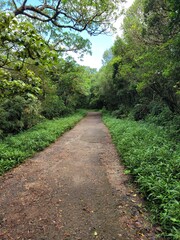 Fototapeta premium path in the forest