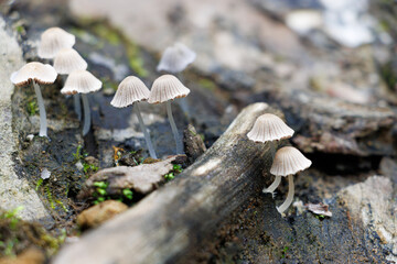 mushrooms on a tree